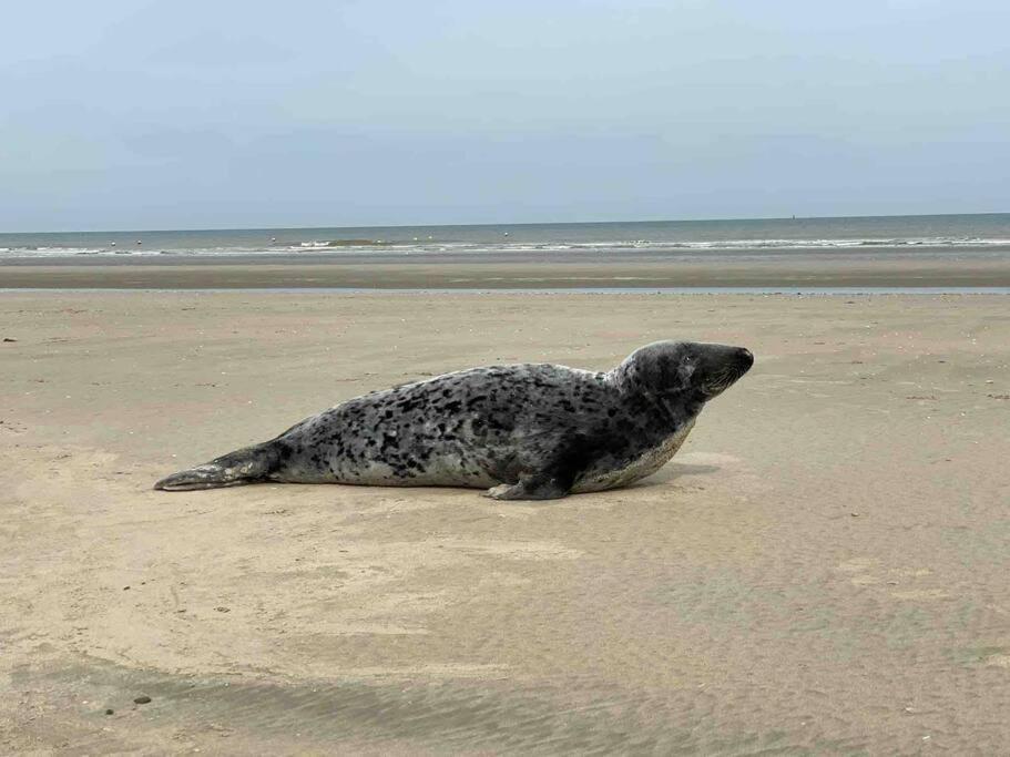Face A La Mer, Appartement Rdc Bray Dunes 외부 사진